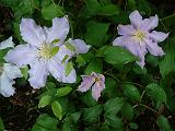 Clematis blue 